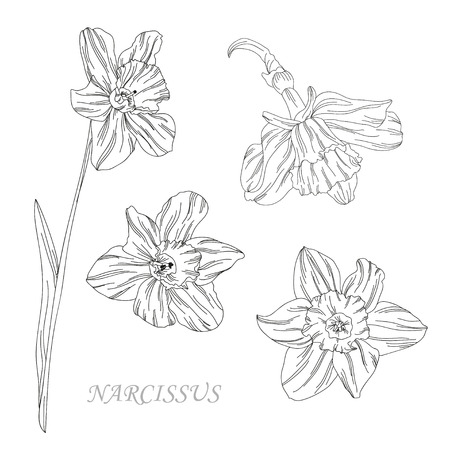 Elegant decorative narcissus flowers, design elements. Floral branch. Floral decoration for vintage invitations, greeting cards, bannersのイラスト素材