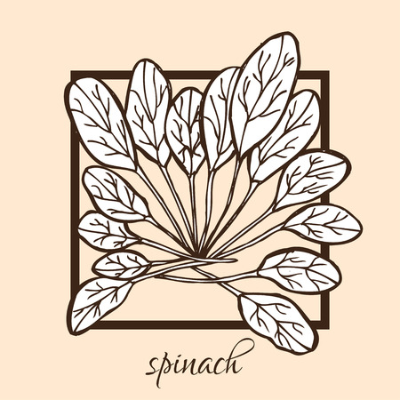 Hand drawn decorative spinach, design elements. Can be used for cards, invitations, gift wrap, print, scrapbooking, food menu, labels. Vegetable background. Food themeのイラスト素材