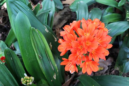 Beautiful orange clivia flowers growing in the garden on sunny summer day. Natural floral...