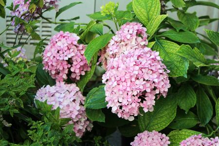 Beautiful pink hydrangea flowers growing in the garden on sunny summer day. Natural floral...
