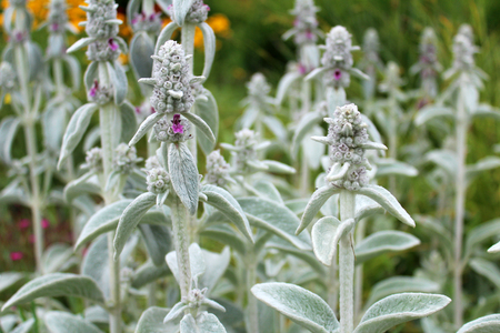 Beautiful lambs ear flowers growing in the garden on sunny spring day. Natural floral background.の写真素材