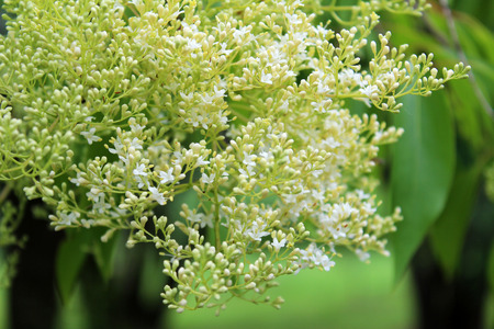 Beautiful elderberry flowers in the garden on sunny spring day. Natural floral background.の写真素材