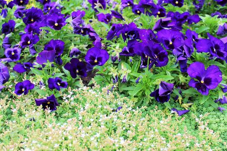 Beautiful blue pansy flowers growing in the garden on sunny spring day. Natural floral background.