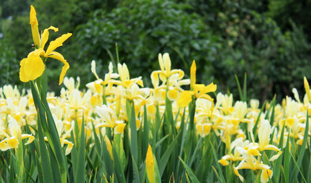 Beautiful iris flowers growing in the garden on sunny spring day. Natural floral background.の写真素材