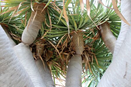 Green palm tree close up. Tropical tree background