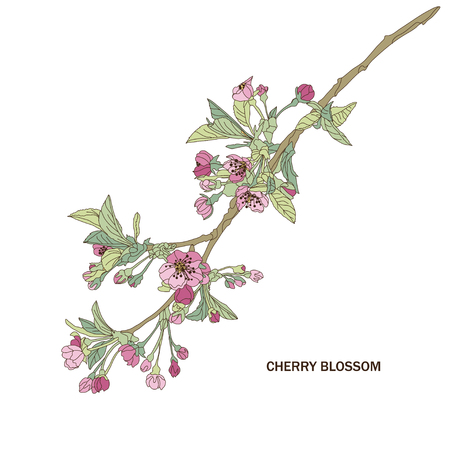 Elegant hand drawn decorative cherry blossom flowers, design element. Floral branch. Floral decoration for invitations, cards, posters, banners, print, scrapbooking, manufacturing. Vintage flowersのイラスト素材
