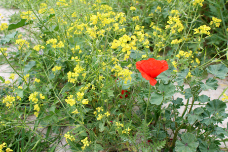 Beautiful poppy and radish flowers growing in the garden on sunny spring day. Natural floral background.の写真素材