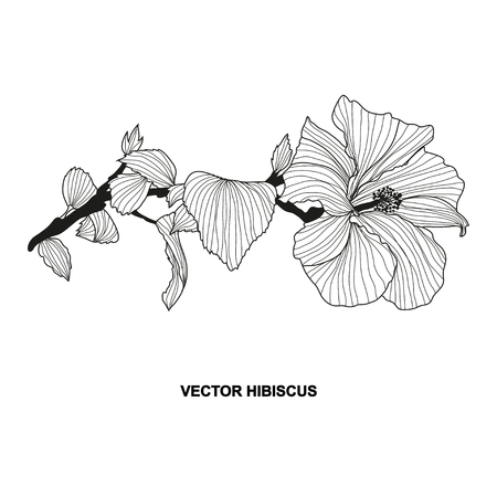 Elegant decorative hibiscus flower, design element. Floral branch. Floral decoration for vintage wedding invitations, greeting cards, banners.のイラスト素材