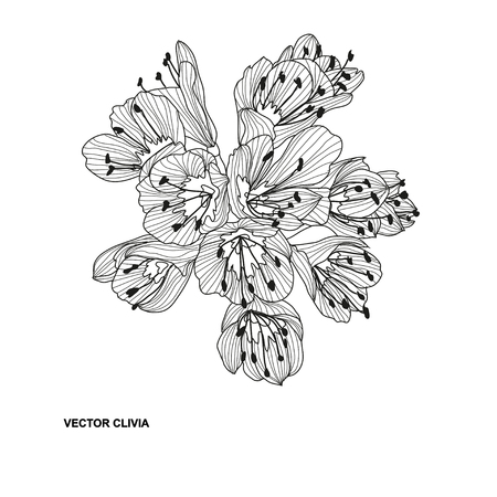 Elegant decorative clivia flowers, design element. Floral branch. Floral decoration for vintage wedding invitations, greeting cards, banners.のイラスト素材
