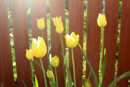 Beautiful yellow tulip flowers growing in the garden on sunny spring day. Natural floral background.の写真素材