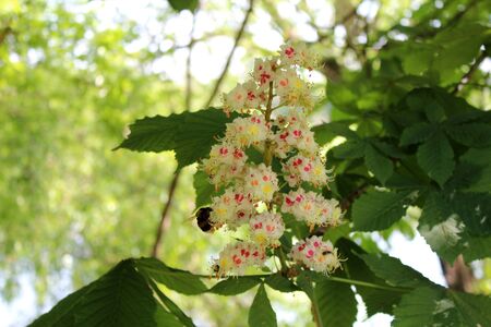 Beautiful flourish chestnut flowers on sunny spring day. Natural floral background.の写真素材