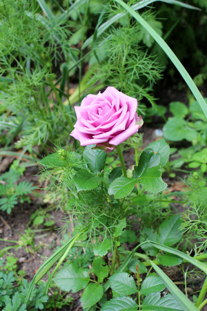 Beautiful soft violet rose flower growing in the garden on sunny summer day. Natural floral background.のeditorial素材