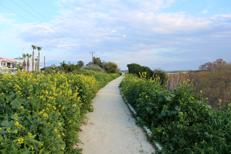 Road in beautiful green park with flourish mustard plants and blue sky background. Nature. Environmentの写真素材