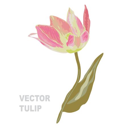 Elegant decorative vector tulip flower in watercolor style design element.のイラスト素材