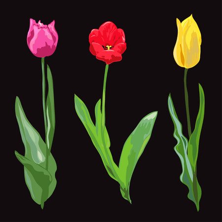 Elegant decorative vector tulip flowers in watercolor style, design element. Floral decoration for wedding invitations, greeting cards, banners. All elements are editableのイラスト素材
