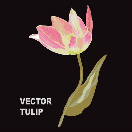 Elegant tulip flowers.のイラスト素材