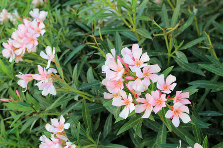 Beautiful oleander flowers growing in the garden on sunny summer day. Natural floral background.