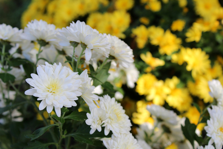 Beautiful chrysanthemum flowers growing in the garden on sunny summer day. Natural floral background.の写真素材