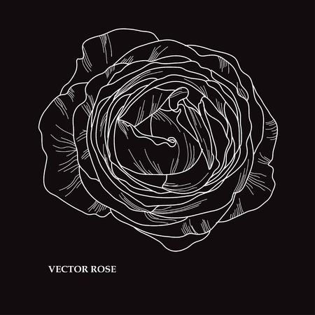 Elegant hand drawn decorative rose flower, design element. Floral decoration for cards, invitations of wedding, birthday, valentines, holidays, eventsのイラスト素材