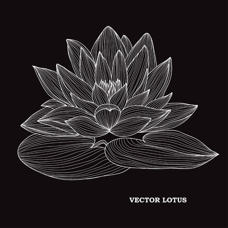 Hand drawn flower.のイラスト素材