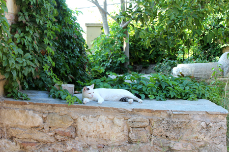 Beautiful street cat in the park near Acropolis in Athens, Greeceの写真素材