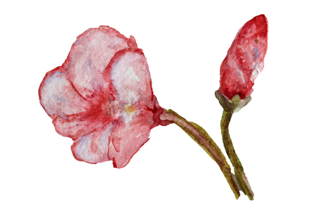 Decorative watercolor hibiscus flowers clipart, design elements. Can be used for cards, invitations, banners, posters, print design. Exotic, tropical backgroundの写真素材