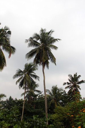 Palm trees, beautiful tropical, exotic background. Nature. の写真素材