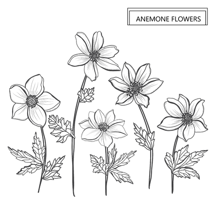 Decorative anemone flowers, design elements. Can be used for cards, invitations, banners, posters, print design. Floral background in line art styleのイラスト素材