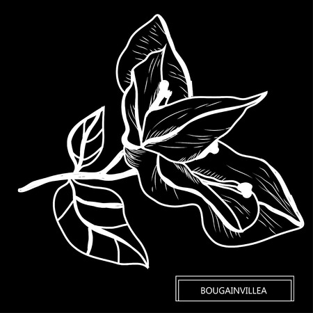 Decorative bougainvillea flowers, design elements. Can be used for cards, invitations, banners, posters, print design. Floral background in line art styleのイラスト素材