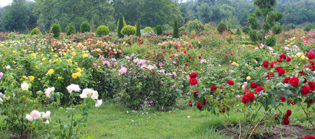 Beautiful  rose flowers growing in the garden on sunny summer day. Natural floral background.の写真素材
