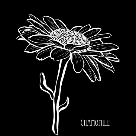 Decorative chamomile  flower, design element. Can be used for cards, invitations, banners, posters, print design. Floral background in line art styleのイラスト素材