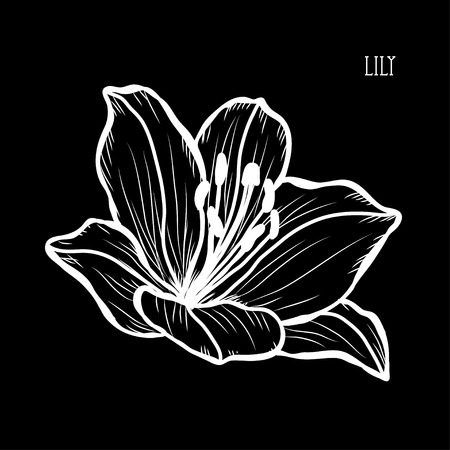 Decorative lily flowers, design elements. Can be used for cards, invitations, banners, posters, print design. Floral background in line art styleのイラスト素材