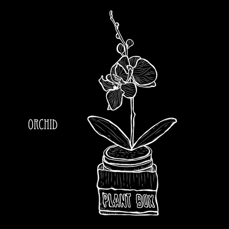 Decorative orchid flowers, design elements. Can be used for cards, invitations, banners, posters, print design. Floral background in line art styleのイラスト素材