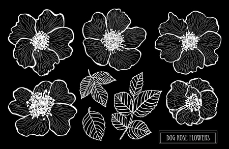 Decorative dog rose flowers set, design elements. Can be used for cards, invitations, banners, posters, print design. Floral background in line art styleのイラスト素材