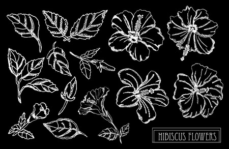 Decorative hibiscus  flowers set, design elements. Can be used for cards, invitations, banners, posters, print design. Floral background in line art styleのイラスト素材