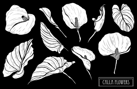 Decorative calla  flowers set, design elements. Can be used for cards, invitations, banners, posters, print design. Floral background in line art styleのイラスト素材