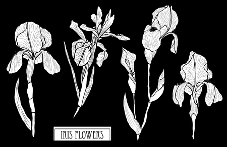 Decorative iris flowers set, design elements. Can be used for cards, invitations, banners, posters, print design. Floral background in line art styleのイラスト素材
