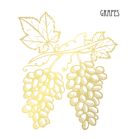 Hand drawn golden grapes, design element. Can be used for cards, invitations, scrapbooking, print, fabric, manufacturing, food themes. Food theme. Golden fruitsのイラスト素材
