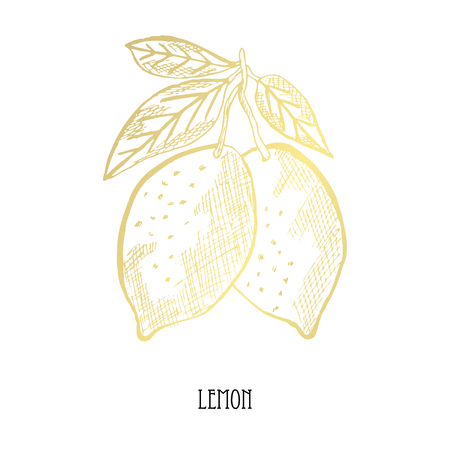 Hand drawn golden lemon, design element. Can be used for cards, invitations, scrapbooking, print, fabric, manufacturing, food themes. Food theme. Golden fruitsのイラスト素材