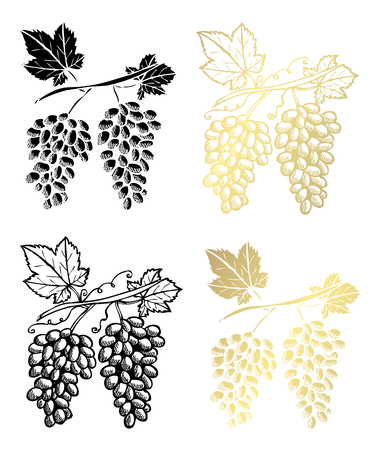 Hand drawn grapes, design elements. Can be used for cards, invitations, scrapbooking, print, fabric, manufacturing, food themes. Golden fruitsのイラスト素材
