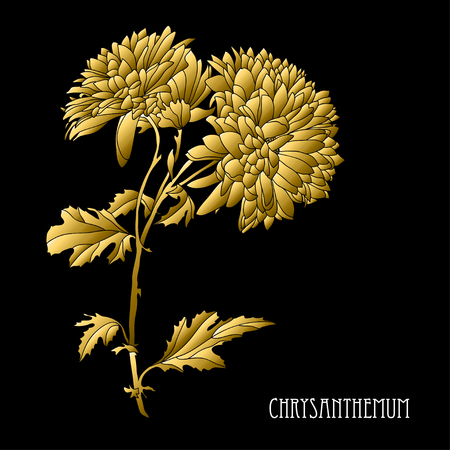Decorative chrysanthemum  flowers, design elements. Can be used for cards, invitations, banners, posters, print design. Golden flowersのイラスト素材
