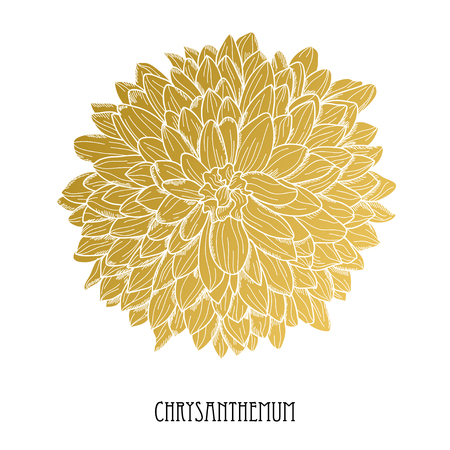 Decorative chrysanthemum  flower, design element. Can be used for cards, invitations, banners, posters, print design. Golden flowersのイラスト素材