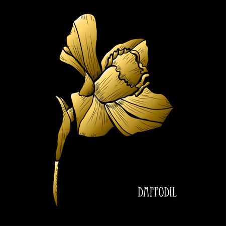 Decorative daffodil flower, design element. Can be used for cards, invitations, banners, posters, print design. Golden flowersのイラスト素材
