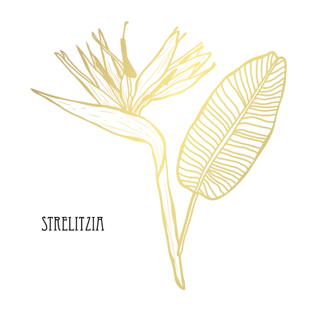 Decorative strelitzia flowers, design elements. Can be used for cards, invitations, banners, posters, print design. Golden flowersのイラスト素材