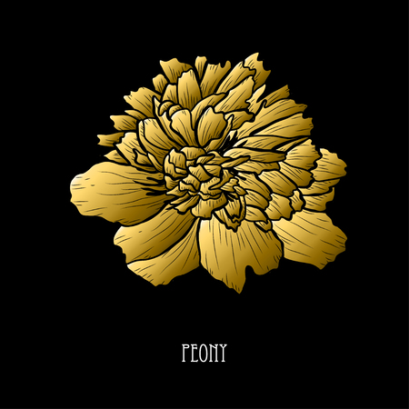 Decorative peony flower, design element. Can be used for cards, invitations, banners, posters, print design. Golden flowersのイラスト素材