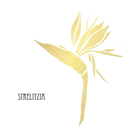 Decorative strelitzia flowers, design elements. Can be used for cards, invitations, banners, posters, print design. Golden flowersのイラスト素材