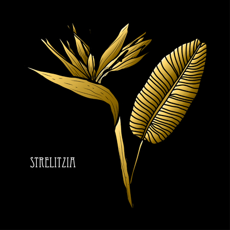 Decorative strelitzia flowers, design elements. Can be used for cards, invitations, banners, posters, print design. Golden flowersのイラスト素材