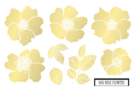 Decorative dog rose flowers, design elements. Can be used for cards, invitations, banners, posters, print design. Golden flowersのイラスト素材