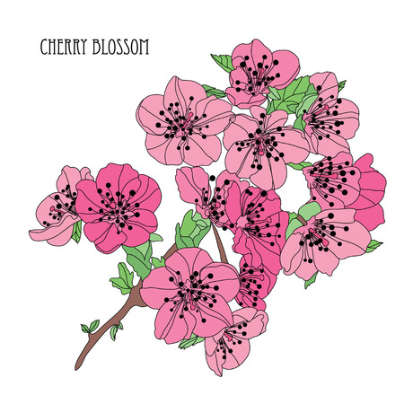 Elegant hand drawn decorative cherry blossom flowers, design element. Floral branch. Floral decoration for invitations, cards, posters, banners, print, scrapbooking, manufacturing. Sakura flowersのイラスト素材