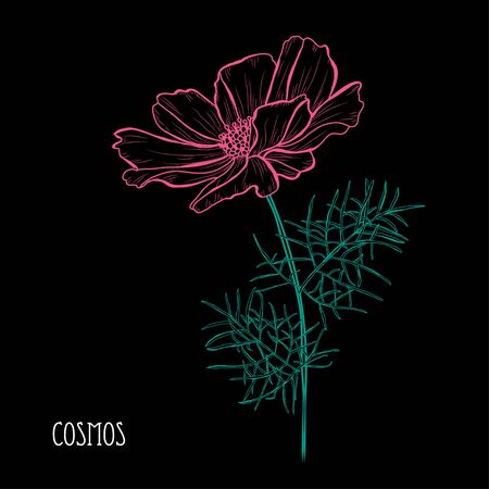 Decorative  cosmos flowers, design elements. Can be used for cards, invitations, banners, posters, print design. Floral background in line art styleのイラスト素材